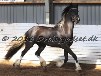 Freikje fan Stald Barok 050