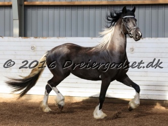 Freikje fan Stald Barok 051