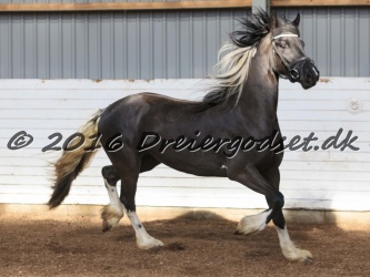 Freikje fan Stald Barok 052