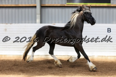 Freikje fan Stald Barok 053