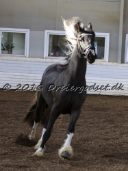 Freikje fan Stald Barok 054