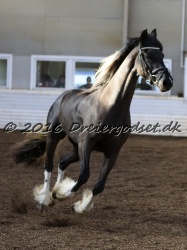 Freikje fan Stald Barok 055