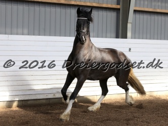 Freikje fan Stald Barok 056