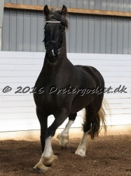 Freikje fan Stald Barok 058