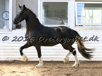 Freikje fan Stald Barok 059