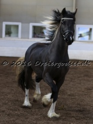 Freikje fan Stald Barok 061