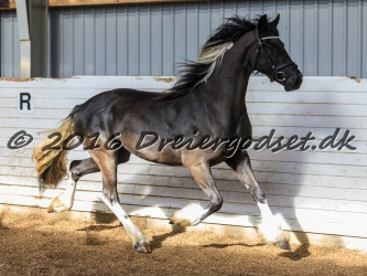 Freikje fan Stald Barok 062