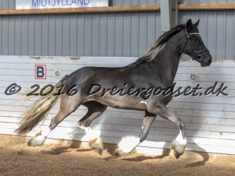 Freikje fan Stald Barok 063