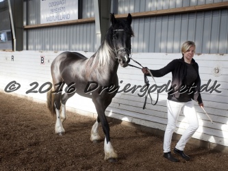 Freikje fan Stald Barok 064