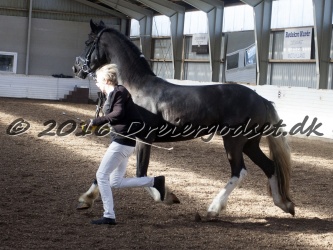 Freikje fan Stald Barok 067