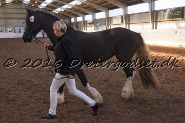 Freikje fan Stald Barok 068