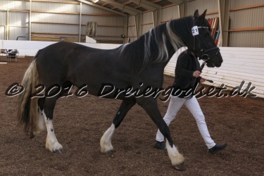 Freikje fan Stald Barok 069