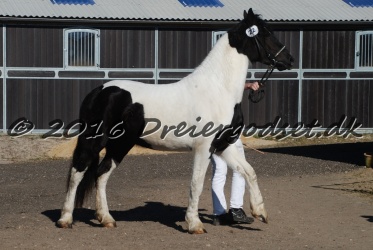 Musica Af Kashede 002