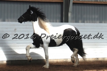 Musica Af Kashede 012