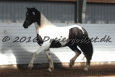 Musica Af Kashede 013