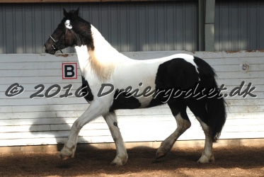 Musica Af Kashede 015