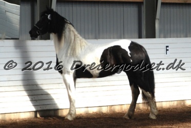 Musica Af Kashede 016