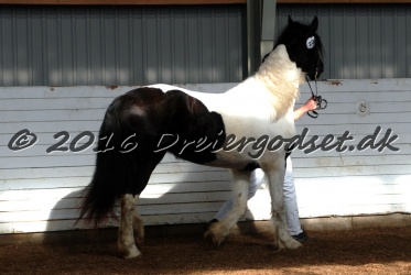 Musica Af Kashede 020