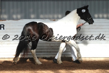 Musica Af Kashede 024