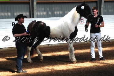 Musica Af Kashede 030