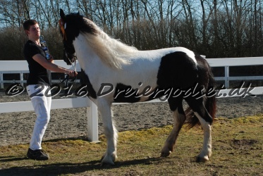 Musica Af Kashede 033