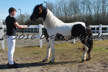 Musica Af Kashede 039