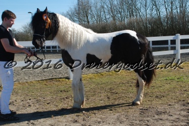 Musica Af Kashede 040