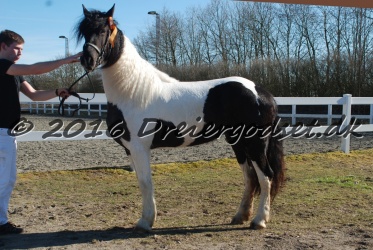 Musica Af Kashede 041