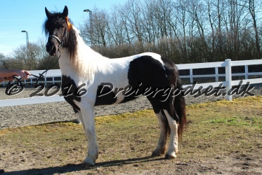 Musica Af Kashede 042