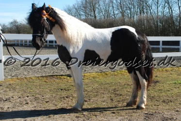 Musica Af Kashede 043