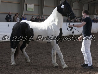 Musica Af Kashede 048