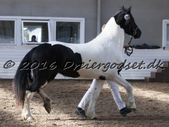 Musica Af Kashede 051