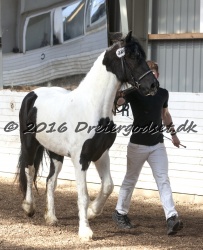 Musica Af Kashede 055