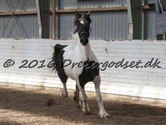 Musica Af Kashede 070