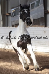 Musica Af Kashede 072