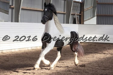 Musica Af Kashede 074