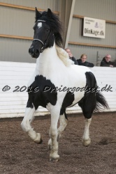 Musica Af Kashede 078