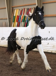 Musica Af Kashede 080