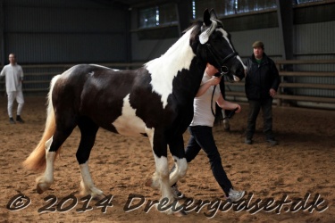 Kat  15 Kiwi Skovbjergg  rds Frieser