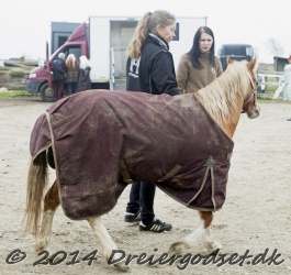 Kongsh  js Nuggi 003