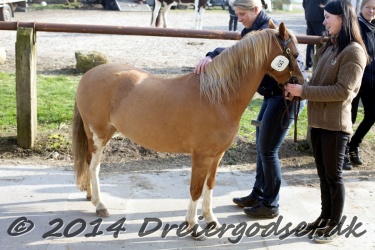 Kongsh  js Nuggi 004