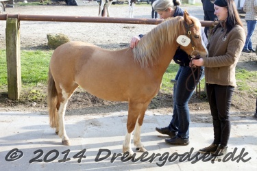 Kongsh  js Nuggi 005