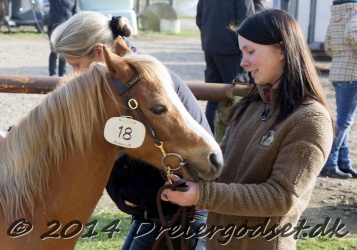 Kongsh  js Nuggi 006