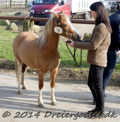 Kongsh  js Nuggi 007