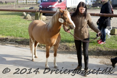 Kongsh  js Nuggi 008