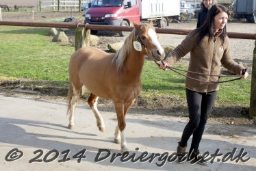 Kongsh  js Nuggi 009