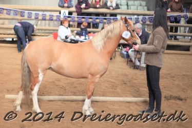 Kongsh  js Nuggi 011