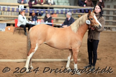 Kongsh  js Nuggi 012