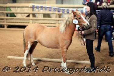 Kongsh  js Nuggi 014