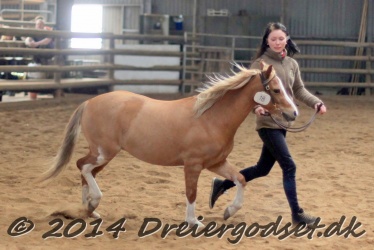 Kongsh  js Nuggi 019